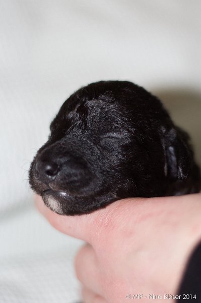 2014-02-09 Welpen Svet & Ruby-1599.jpg - Day 7